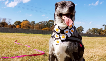 6 curiosidades sobre el uso de bandanas en mascotas