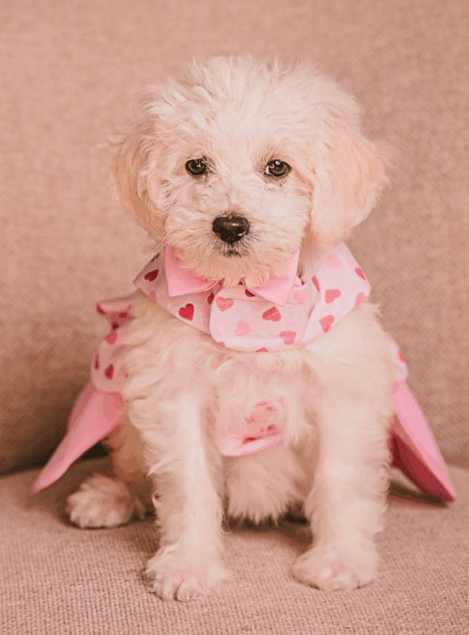 Vestido para perritas "Scarlet"