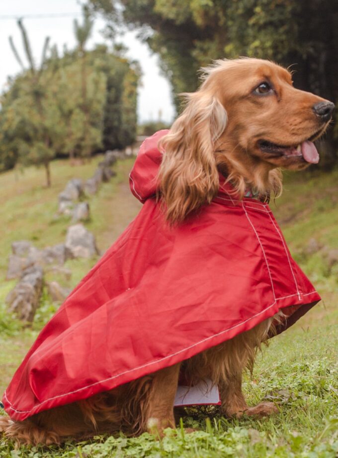 Pilot para la Lluvia "PonPoncho"