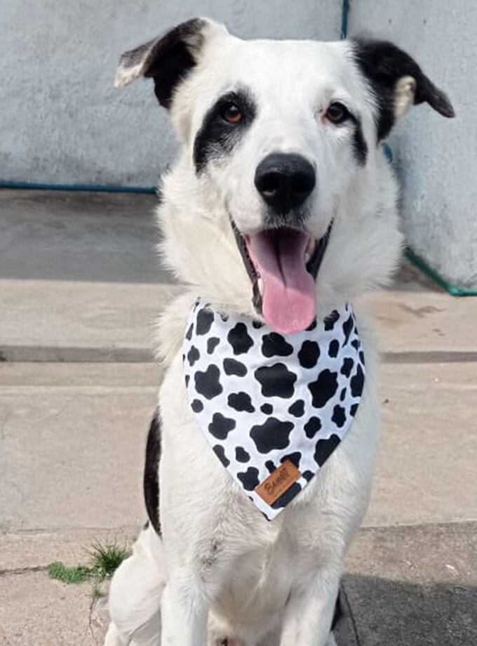 Bandanas con Elástico para Mascotas "Bandastic"