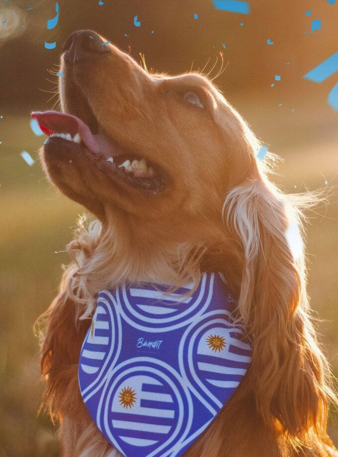 Bandanas de Uruguay para mascotas