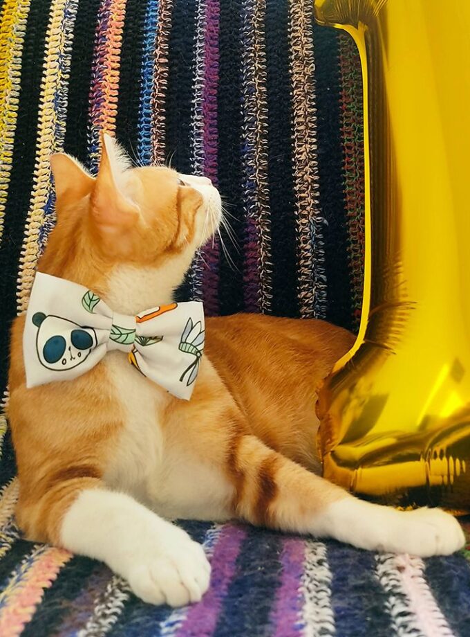 Moña/Pajarita Regulable