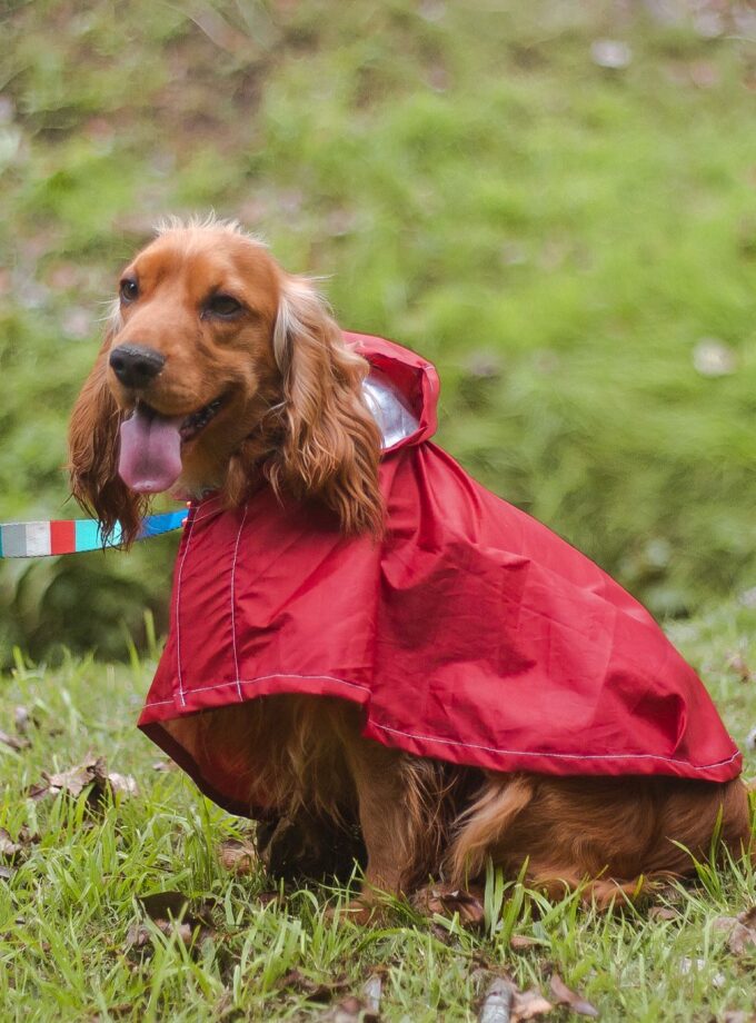 Pilot para la Lluvia "PonPoncho"