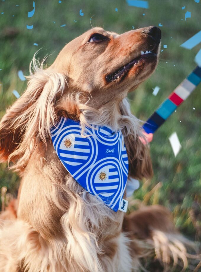 Bandanas de Uruguay para mascotas