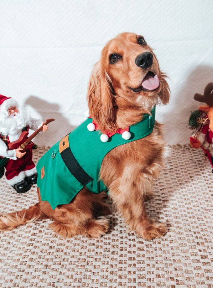 Chaleco de Elfo Navideño para Mascotas