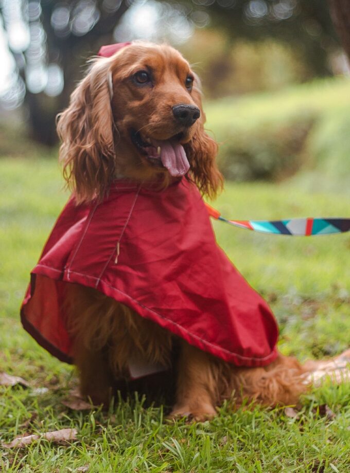 Pilot para la Lluvia "PonPoncho"