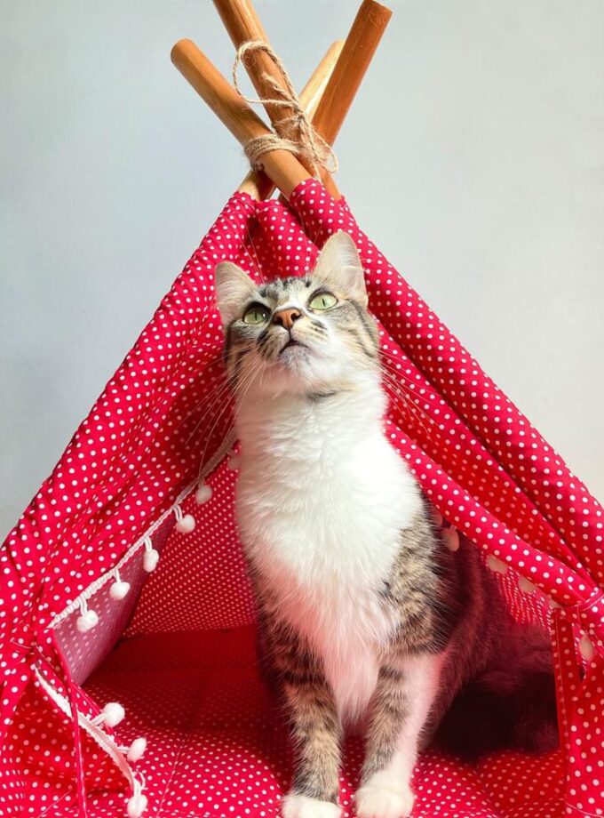 Tienda tipi para mascotas "Nomade"