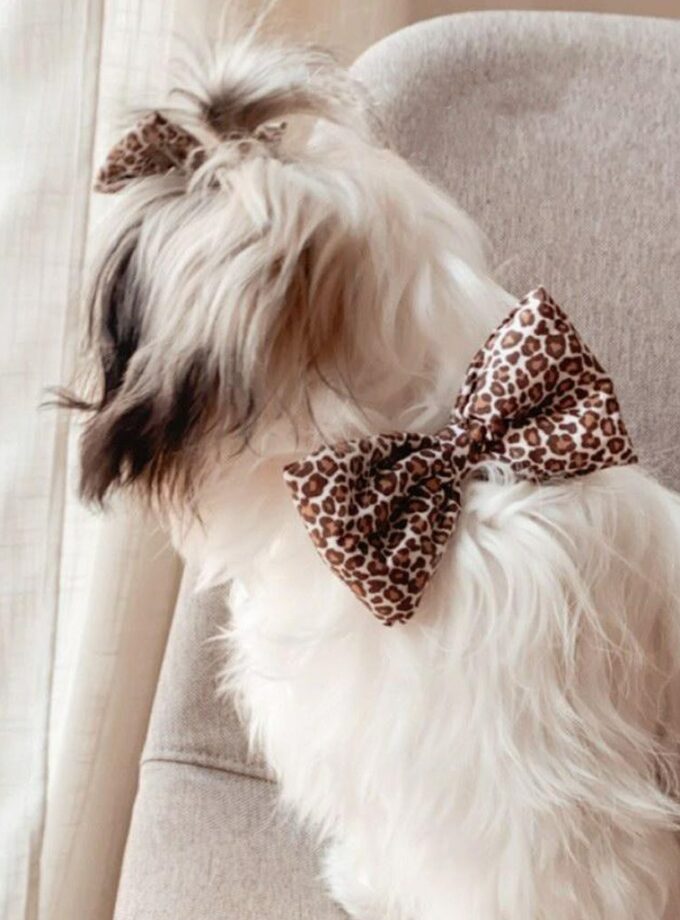 Moña/Pajarita Regulable