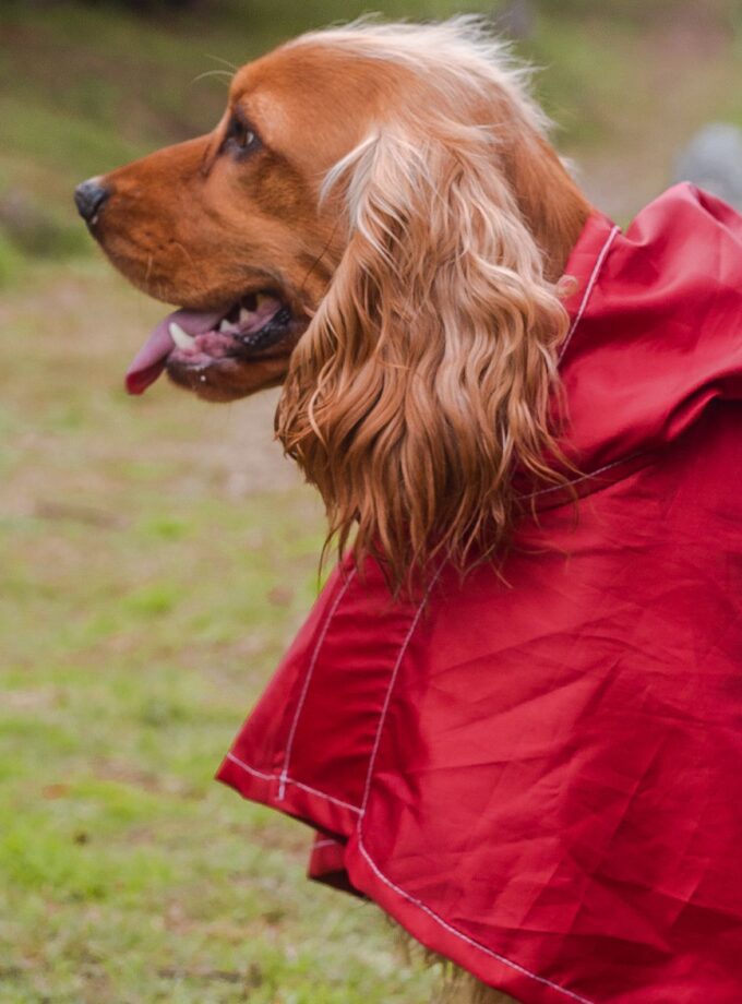 Pilot para la Lluvia "PonPoncho"