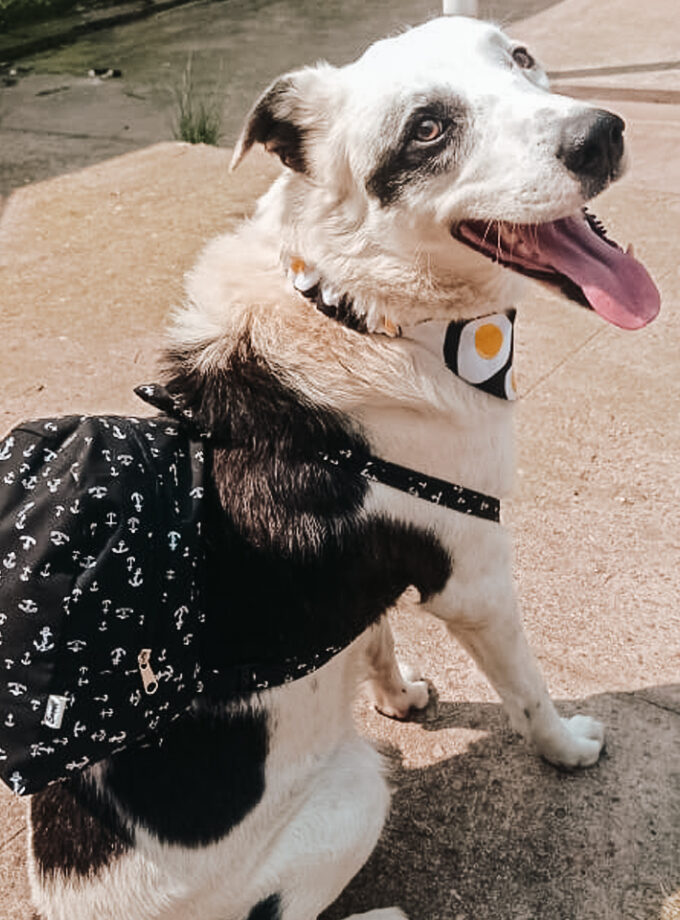 Mochila para salir de paseo