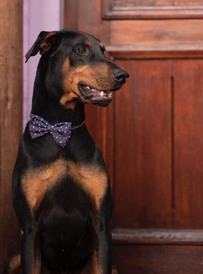 Moña/Pajarita Regulable