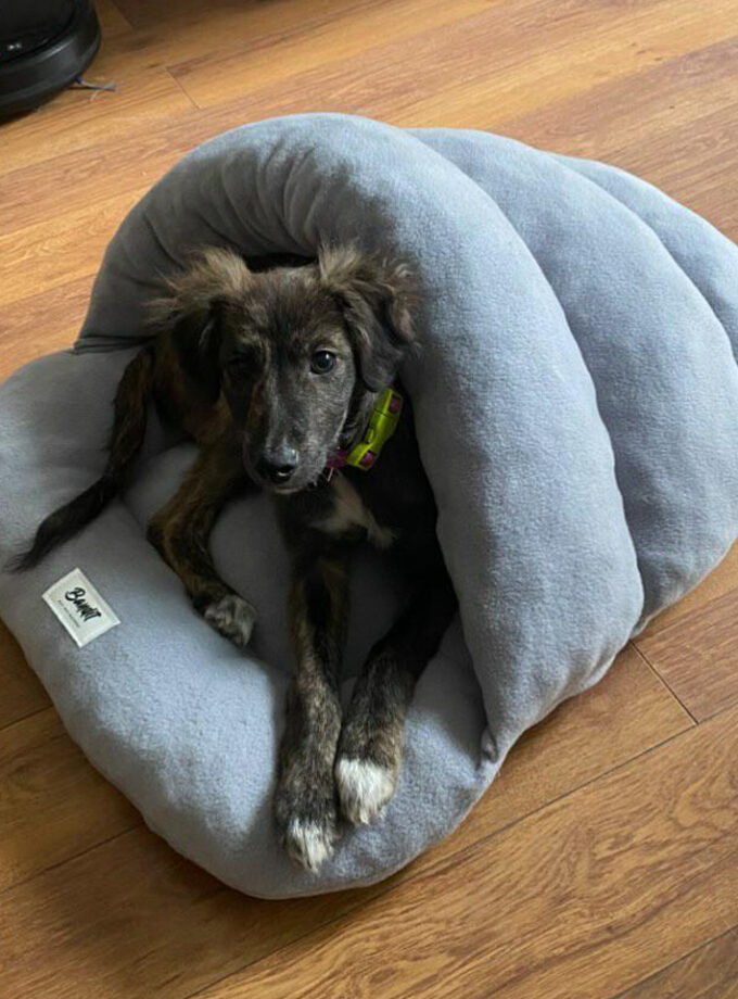 Gatufla, cueva cama para gatos y perros pequeños