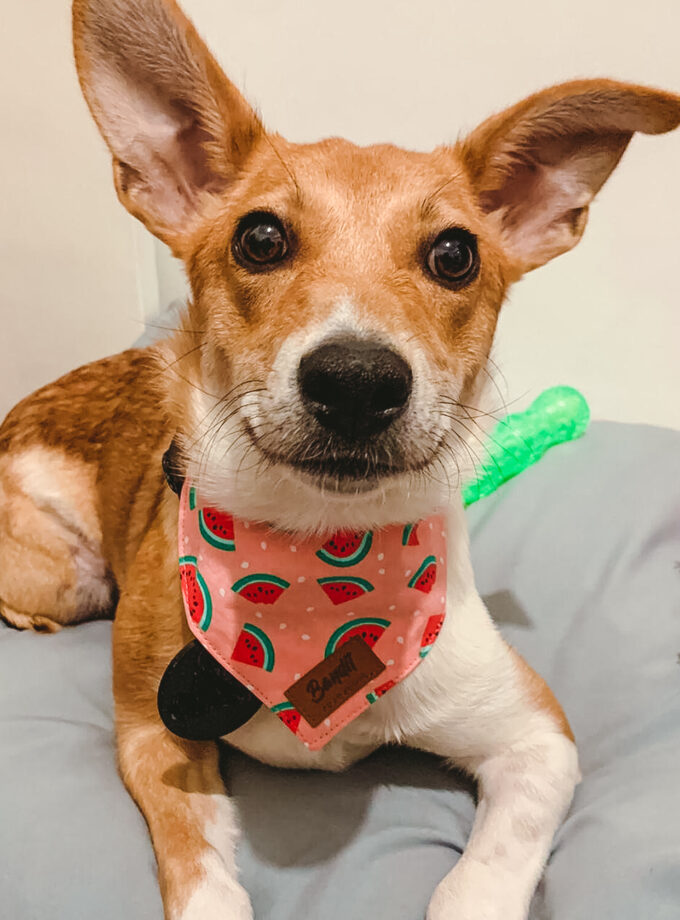 Bandanas con Elástico para Mascotas "Bandastic"