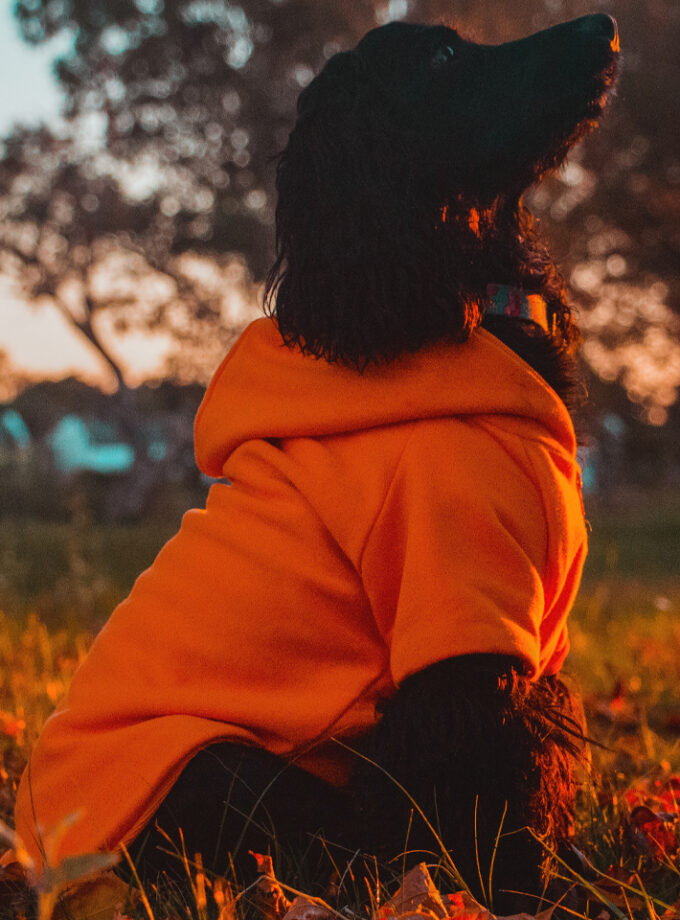 Campera Deportiva con Capucha