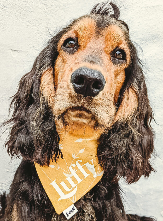 Bandana personalizada con nombre para mascotas