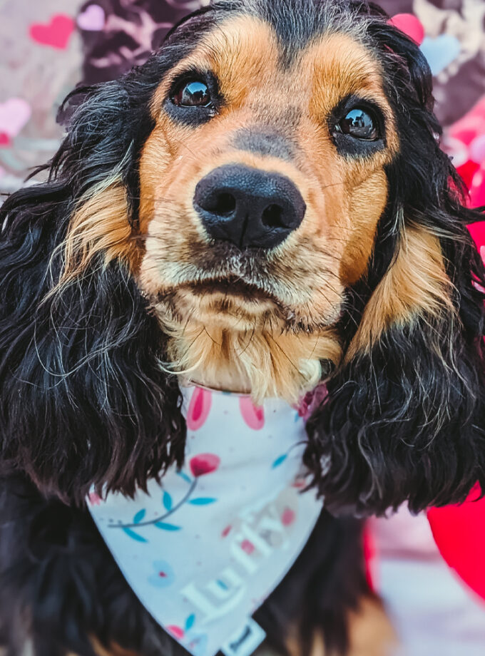 Bandana personalizada con nombre para mascotas