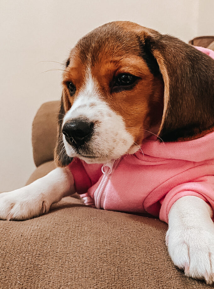 Campera Deportiva con Capucha