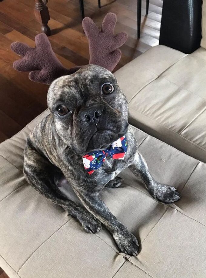 Vincha de reno para mascotas Navideña