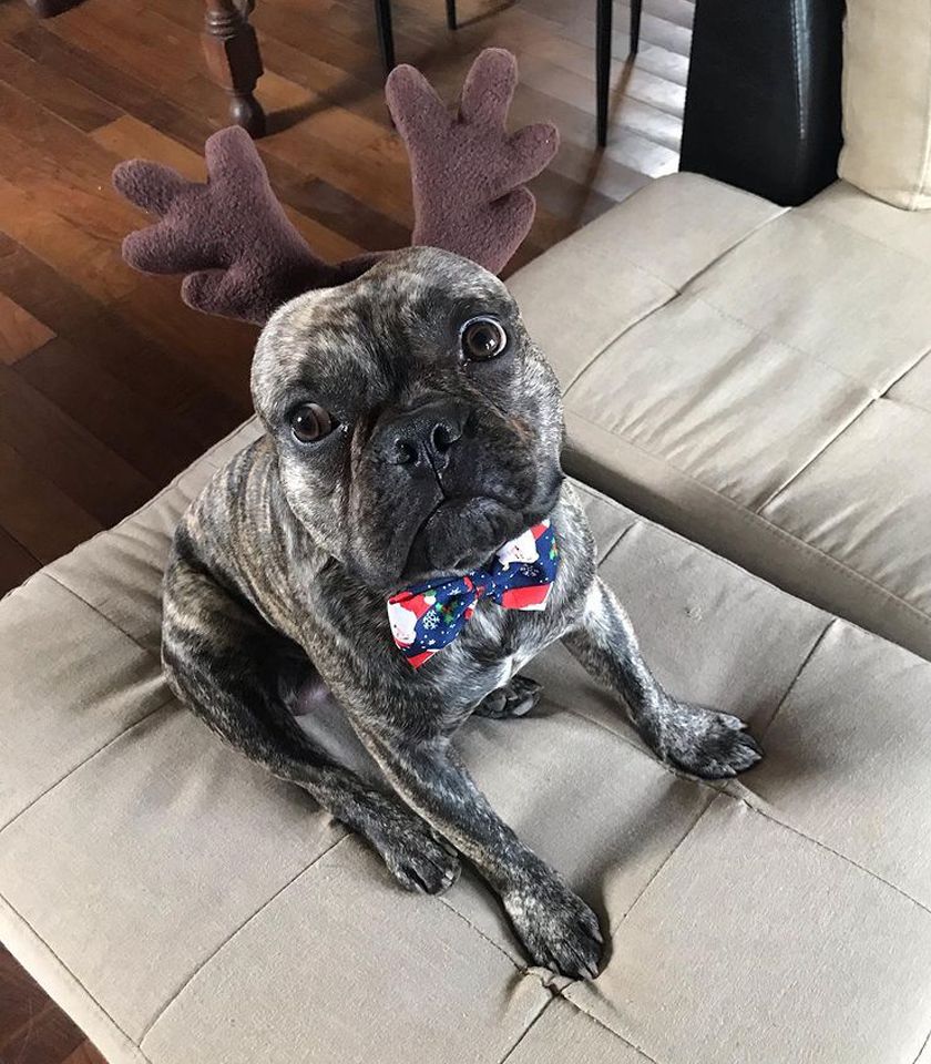 Vincha de reno para mascotas Navideña - Imagen 2