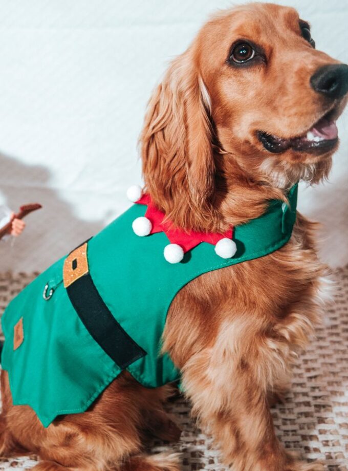 Chaleco de Elfo Navideño para Mascotas