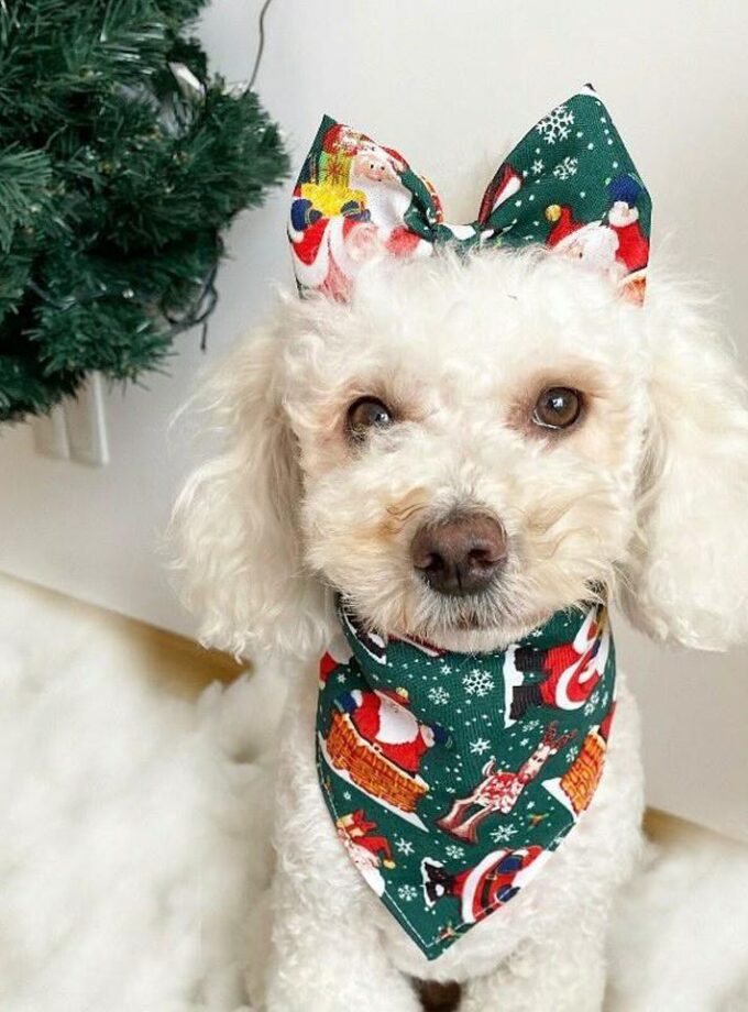 Bandana Navidad + Moña grande