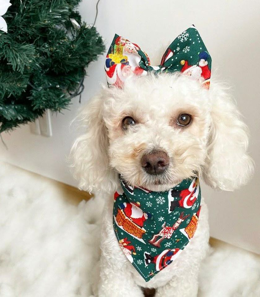 Bandana Navidad + Moña grande