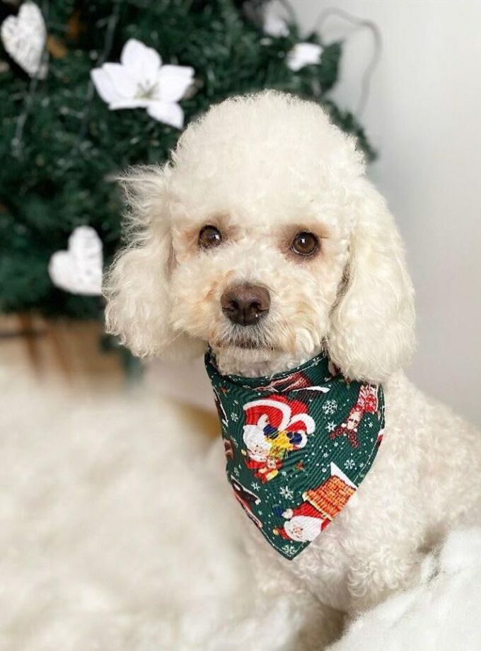 Bandana Navidad + Moña grande