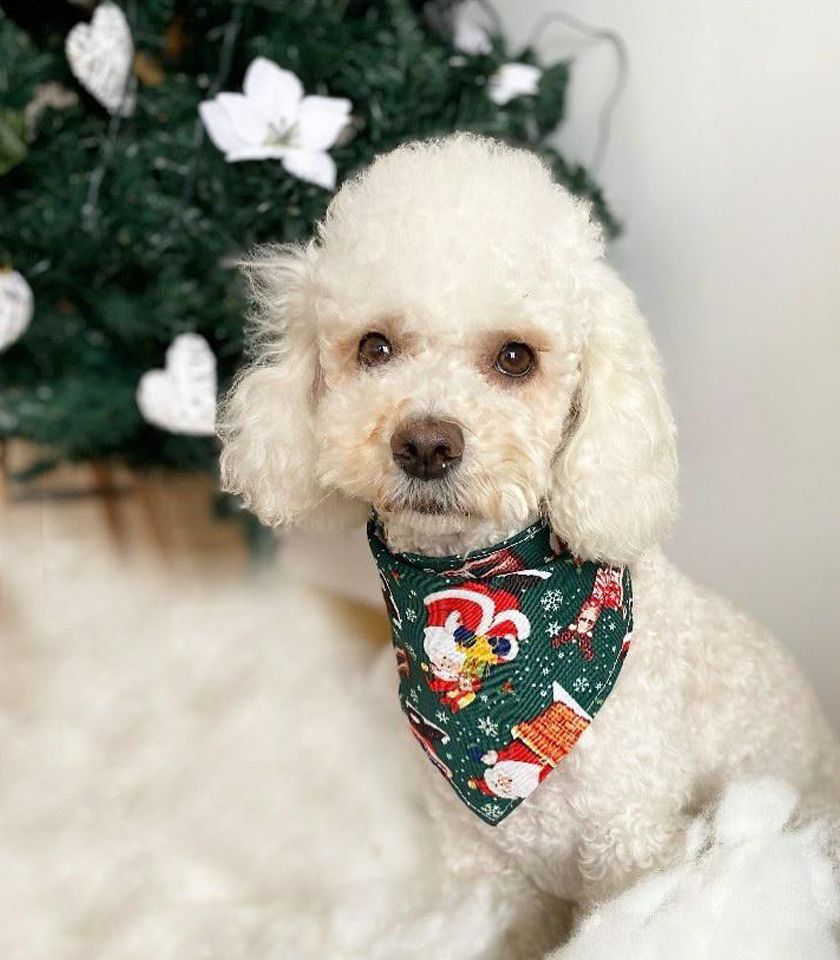 Bandana Navidad + Moña grande - Imagen 2