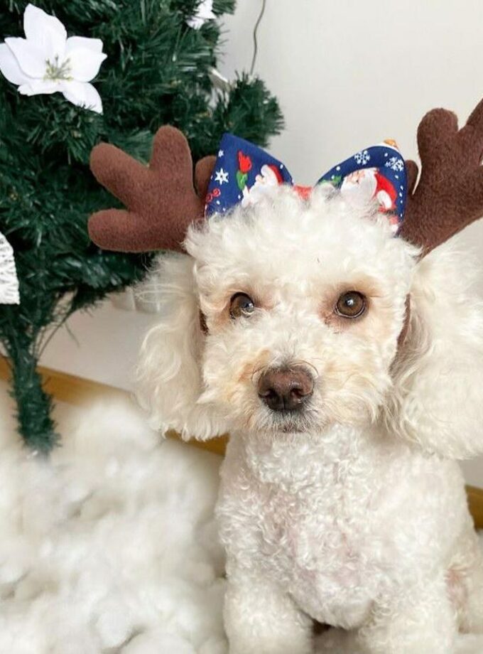 Vincha de reno para mascotas Navideña