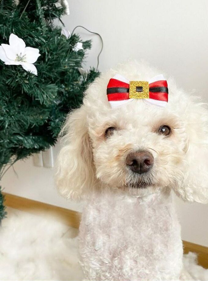 Moñitas Papá Noel para mascotas