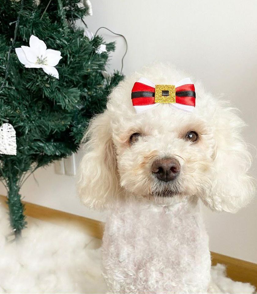 Moñitas Papá Noel para mascotas