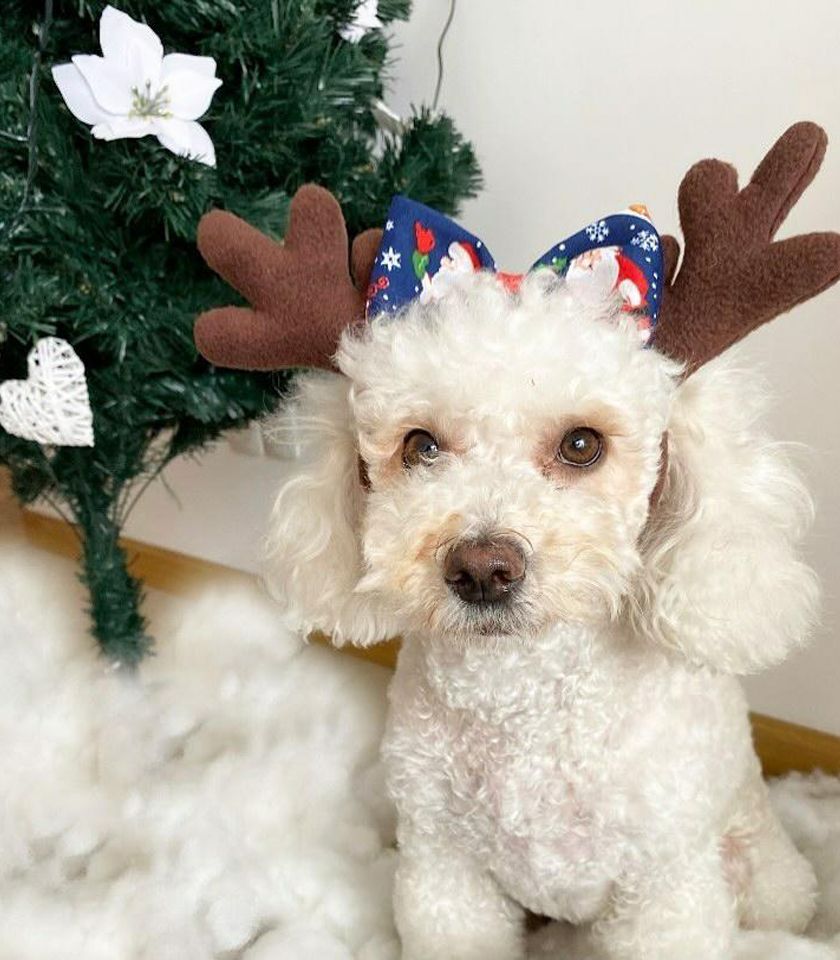 Vincha de reno para mascotas Navideña