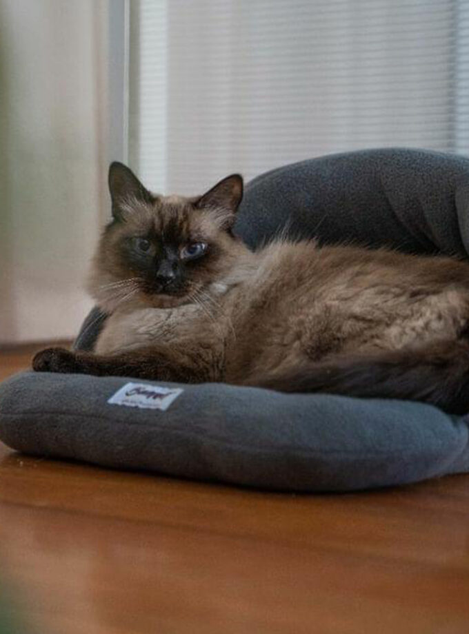 Gatufla, cueva cama para gatos y perros pequeños