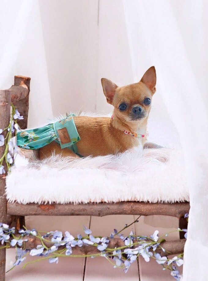 Bombachitas para el Celo "Bloom"