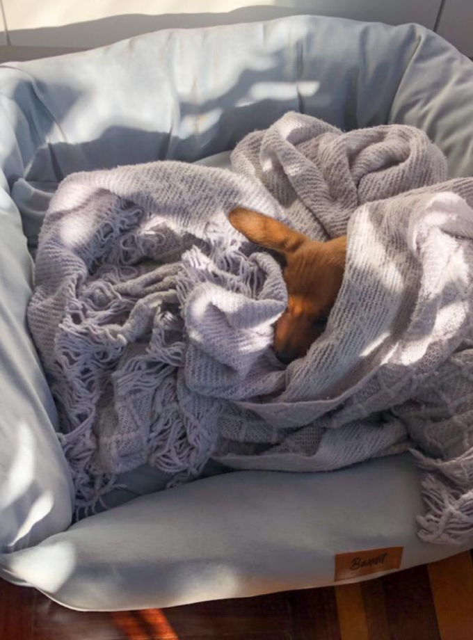 Cama Deluxe para Mascotas - Jersey Bush