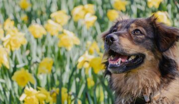 Cuidados para disfrutar de la primavera con tu mascota