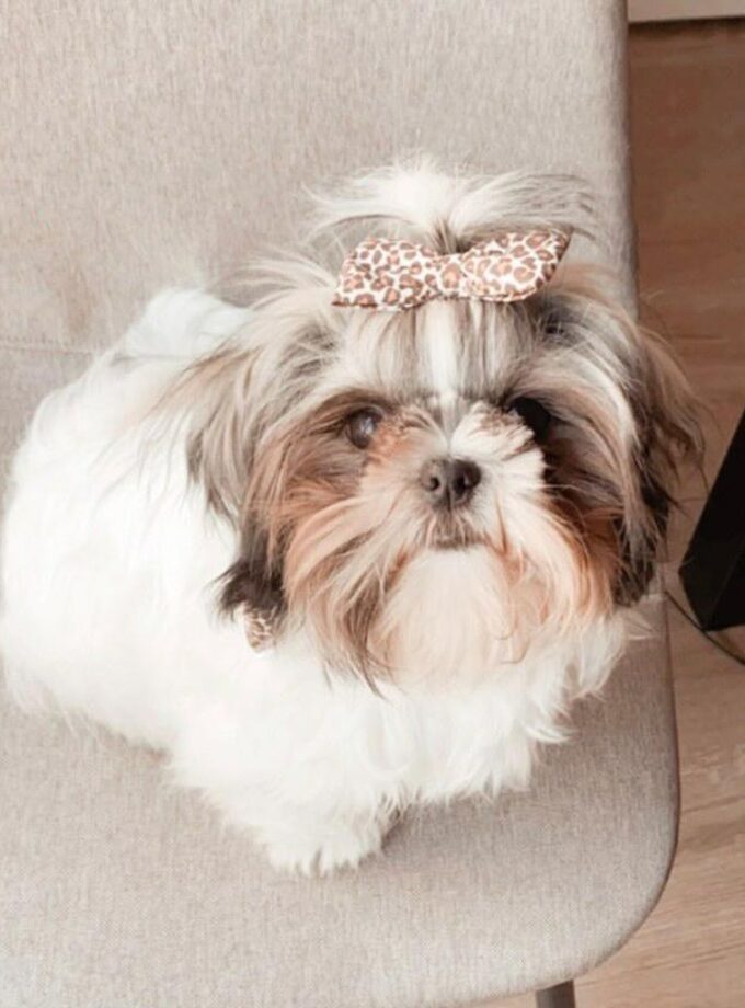 Pack de 2 broches para pelo