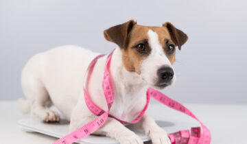 ¿No sabes como tomarle las medidas a tu mascota? ¡Te enseñamos cómo en 3 simples pasos!