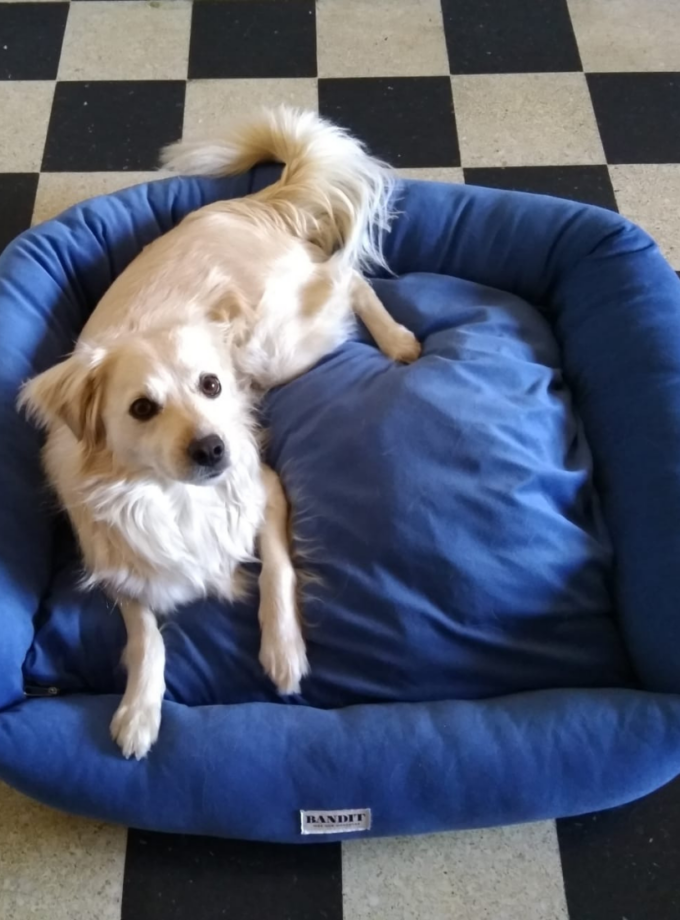 Cama Deluxe para Mascotas - Jersey Bush