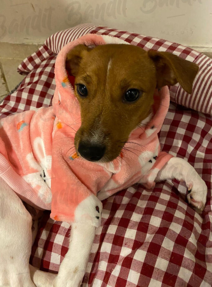 Bucito peluche con capucha para mascotas