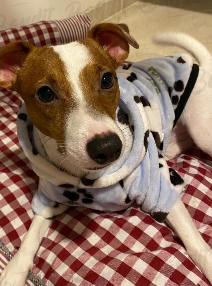 Bucito peluche con capucha para mascotas