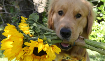 Beacon, “el chico más bueno”. El adorable perro terapeuta emocional del equipo de gimnasia de EEUU.