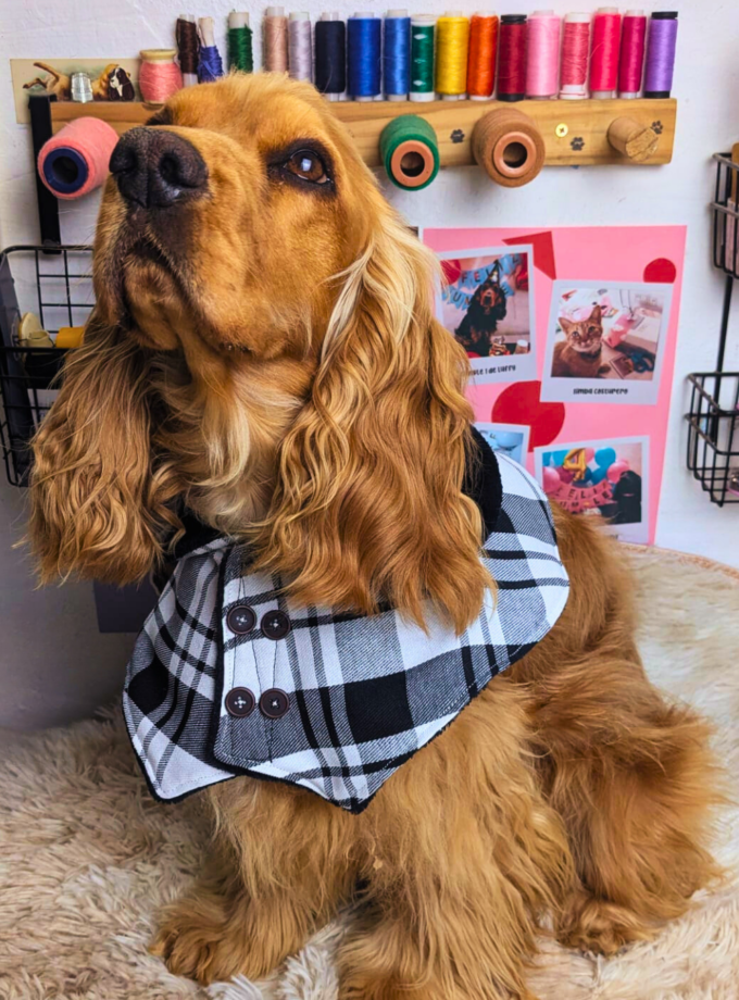 Ponchito Chanel para mascotas