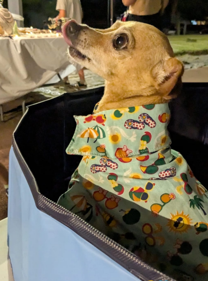 Camisa para Mascotas